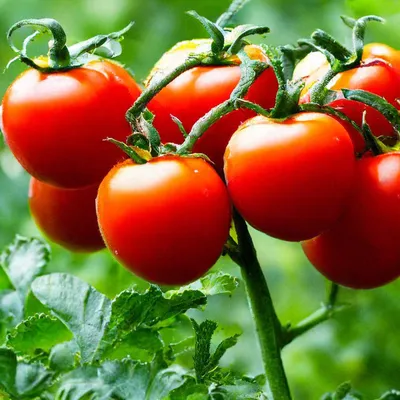 Декоративные помидоры фото фото