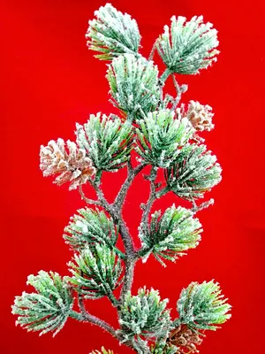 Сосна горная Крючковатая Chamaecyparis pisifera Squarrosa - купить  декоративные и хвойные растения с доставкой по Украине в магазине Добродар