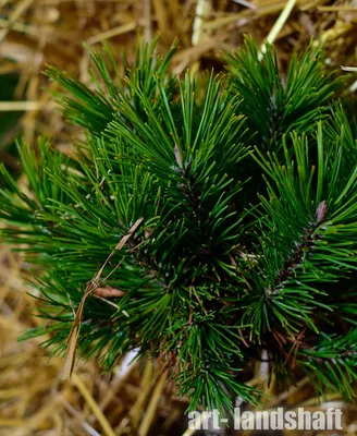 Сосна черная (Pinus nigra) - Хвойные растения весна 2024 года - купить туи,  сосны, ели.