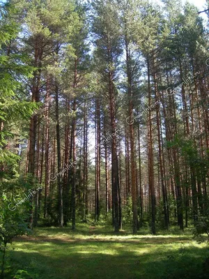 Крымские сосны 2,5-3 м Пышные, стройные: 4500 KGS ➤ Декоративные деревья |  Бишкек | 76234808 ᐈ lalafo.kg