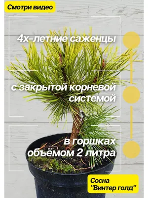 Декоративная ветка Ветка сосны в снегу - цена, отзывы, характеристики, фото  - купить в Киеве и Украине - Mills