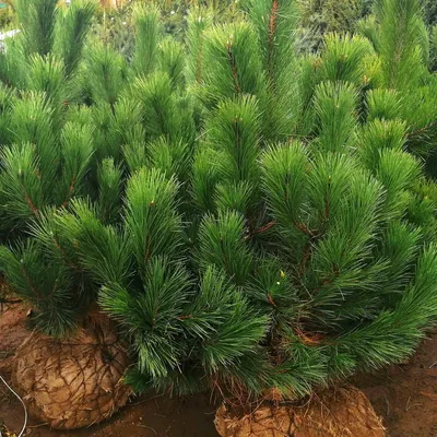 Бонсай сосна искусственный в кашпо 46 см купить Искусственные деревья  недорого доставка по Москве бесплатно