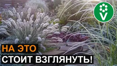 Декоративные травы в саду фото фотографии