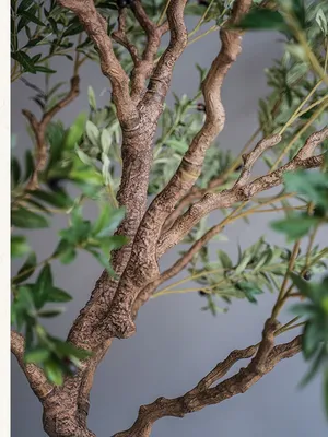 Красивый дуб на зеленом поле Стоковое Изображение - изображение  насчитывающей лужок, листья: 31503659