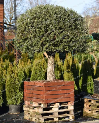 Дуб пробковый (Quercus suber) - Сочинский питомник декоративных растений