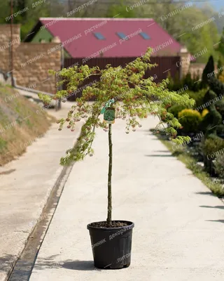 Клён сахарный ( Acer saccharum) или Красный. 2м+ — купить в Красноярске.  Декоративные кустарники и деревья на интернет-аукционе Au.ru