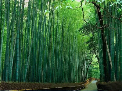 Бамбук — статьи по породам деревьев — HomeX.ru