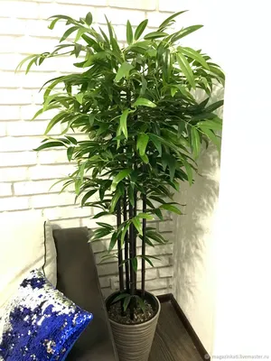 Купить Искусственное растение, дерево бамбук, декоративный цветок напольный  высокий для декора интерьера в белом кашпо 160 см по выгодной цене в  интернет-магазине OZON.ru (725307510)