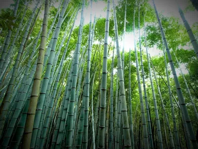 Искусственный бамбук и деревья бамбуковые