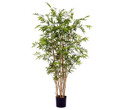 Что такое бамбук-дерево или трава? ⋆ Миинфо