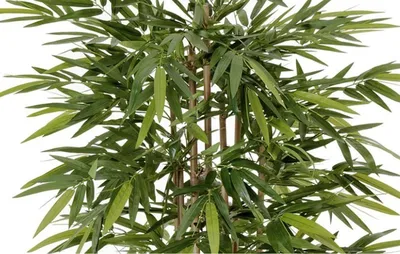 Купить Искусственное растение Бамбук 90см в кашпо, ФитоПарк по выгодной  цене в интернет-магазине OZON.ru (635072227)