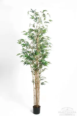Искусственное дерево Японский бамбук 34106N купить в Минске – цена оптом и  в розницу, характеристики | floradecor.by