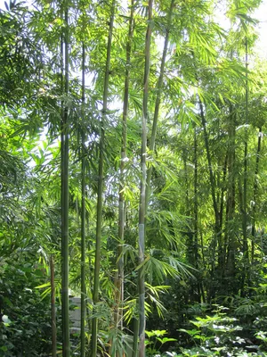 Дерево \"Бамбук\" с зеленым стволом