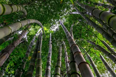 бамбуковое дерево. бамбук стоковое фото. изображение насчитывающей яркое -  255624994