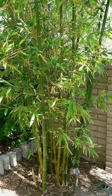 Бамбук — Википедия