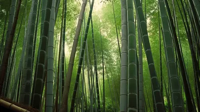бамбуковые деревья с зеленым сезоном листвы весной Стоковое Изображение -  изображение насчитывающей свеже, листво: 152110887