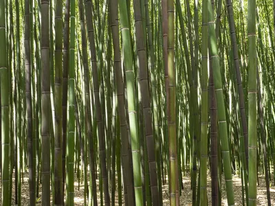 Желтый Бамбук Дерево — стоковые фотографии и другие картинки Азия - Азия,  Бамбук, Без людей - iStock