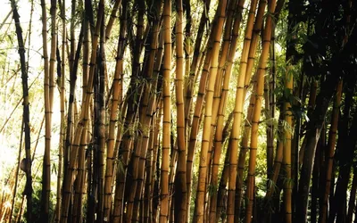 Дерево Бамбук натуральный размер 180 см от фабрики TREEZ Бельгия -  TZ.PL.TR.71 купить | Neopolis Casa
