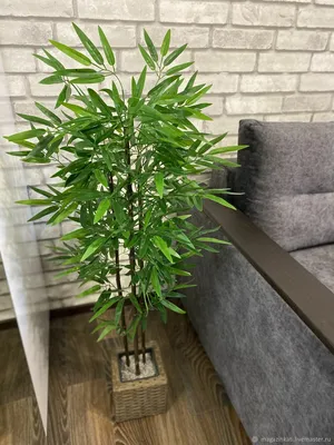 Продаю БАМБУК декоративная дерево для дома: 4500 KGS ➤ Другие комнатные  растения | Бишкек | 104040843 ᐈ lalafo.kg