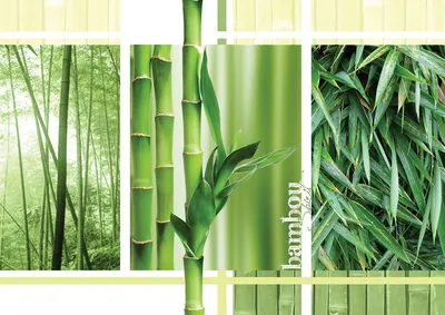 дерево бамбука стоковое фото. изображение насчитывающей экологичность -  236302214