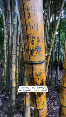 Авторские деревья Искусственное растение бамбук