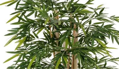 Дерево Бамбук Новый гиганский размер 180 см от фабрики TREEZ Бельгия -  TZ.PL.TR.92 купить | Neopolis Casa