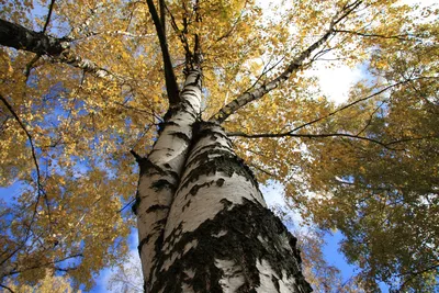 Береза повислая: описание, фото, листья, виды, вся информация о дереве