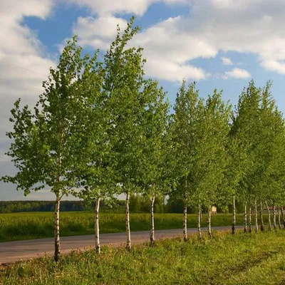 🌳 Искусственное дерево: Берёза, 360см купить » Искусственные растения с  доставкой по всей России