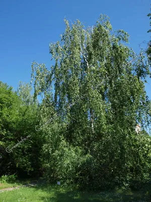 Чёрная берёза дерево (31 фото) - 31 фото