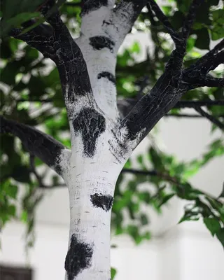 Дерево осенняя береза - 43 фото