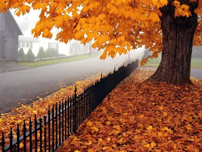 Осень дерево, клен, листья, дорога фото, обои на рабочий стол