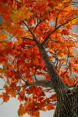 Картинки осенние деревья и названия (68 фото) » Картинки и статусы про  окружающий мир вокруг