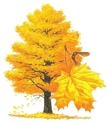 Клен осенью рисунок - 54 фото