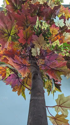 Клён осенью (27 фото) | Садовые деревья, Тенистые деревья, Природа