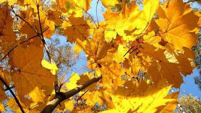 Осень дерево, клён, контровый свет…» — создано в Шедевруме