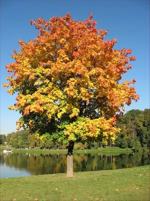 Скачать обои дерево, листья, осень, клен, желтые разрешение 1920x1080 #36221
