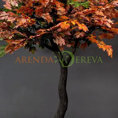 Клен гиннала (Acer ginnala)