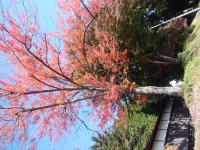 Набор деревьев. Клен осенью с апельсиновыми и желтыми листьями. Дерево в  снегу. Обнаженный ствол дерева без листьев Иллюстрация вектора -  иллюстрации насчитывающей органическо, среда: 195581567