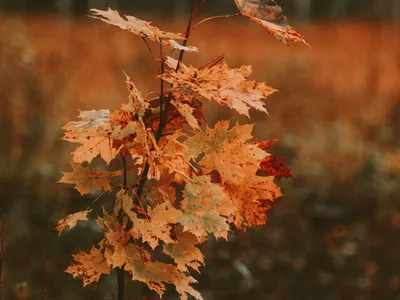 картинки : дерево, падать, Осень, время года, клен, Лиственный, Осенняя  листва, Арканзас, цветущее растение, Красочные деревья, Древесное растение,  Наземный завод, Октябрьские листья, Ozark scene 2048x1536 - - 1022373 -  красивые картинки - PxHere