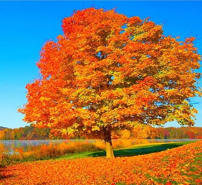 Осенние деревья картинки - 60 фото