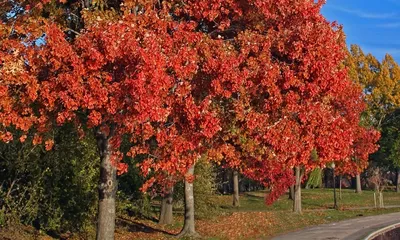 Клен Дерево В Осень — стоковые фотографии и другие картинки Без людей - Без  людей, Ветвь - часть растения, Время года - iStock