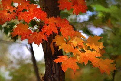 Листья клена осенью (91 фото) - 91 фото