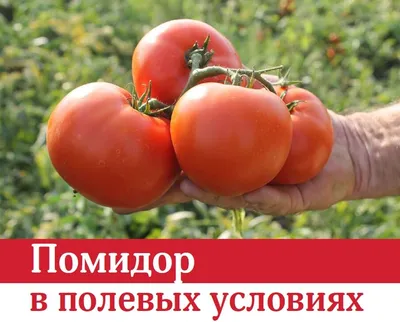 🍅 Искусственный помидор, композиция » От производителя! С доставкой по  всей России.