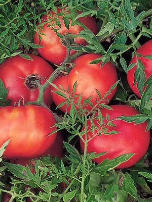 Карлики и гулливеры: агроном о том, какие помидоры лучше выращивать в  Хакасии