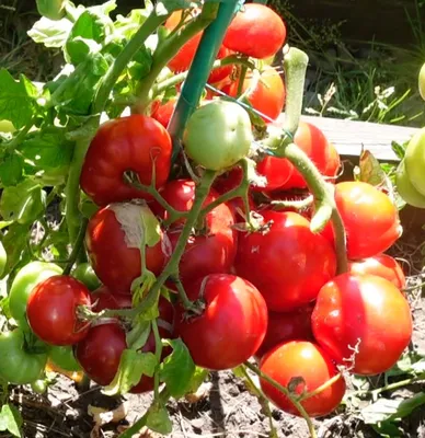 Уход за томатами: как правильно формировать куст | AgroMarket интернет  магазин семян