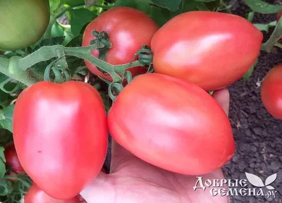 Семена томатов (помидор) Девонет F1 купить в Украине | Веснодар