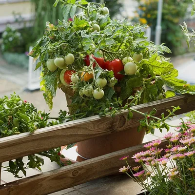 Суверен F1 - низкий томат, ранний, розовый, для поля, теплиц, купить в  Добрые Семена.ру