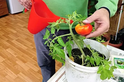 Как ускорить созревание помидоров?