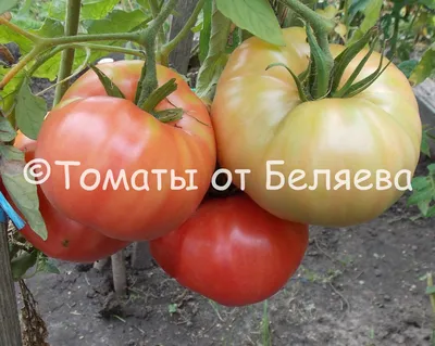 Томат Орлиное Сердце - купить семена овощей с доставкой по Украине в  магазине Добродар