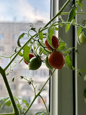 Гигантские томатные деревья / огород :: помидоры :: вертикальные сады /  смешные картинки и другие приколы: комиксы, гиф анимация, видео, лучший  интеллектуальный юмор.